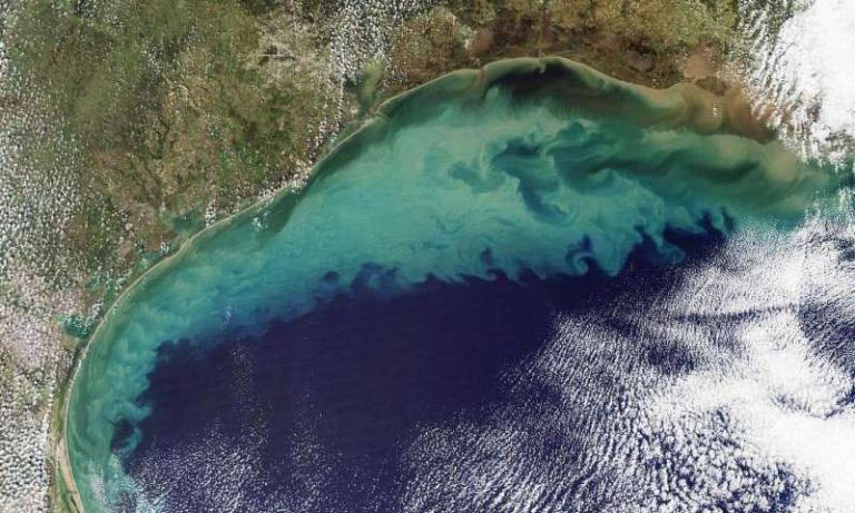 Read more about the article Gulf of Mexico’s Hypoxic Zone