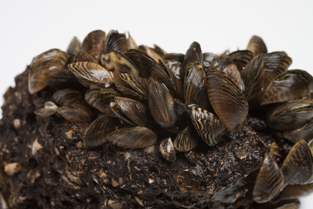 Read more about the article Austin Traces Roots of Drinking Water Odor to Zebra Mussel Infestation