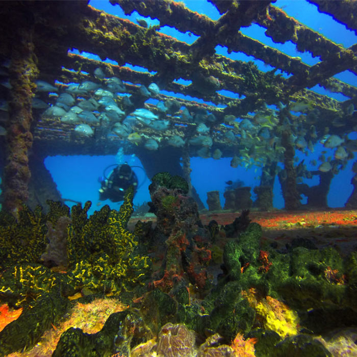 algae and other water life and plants