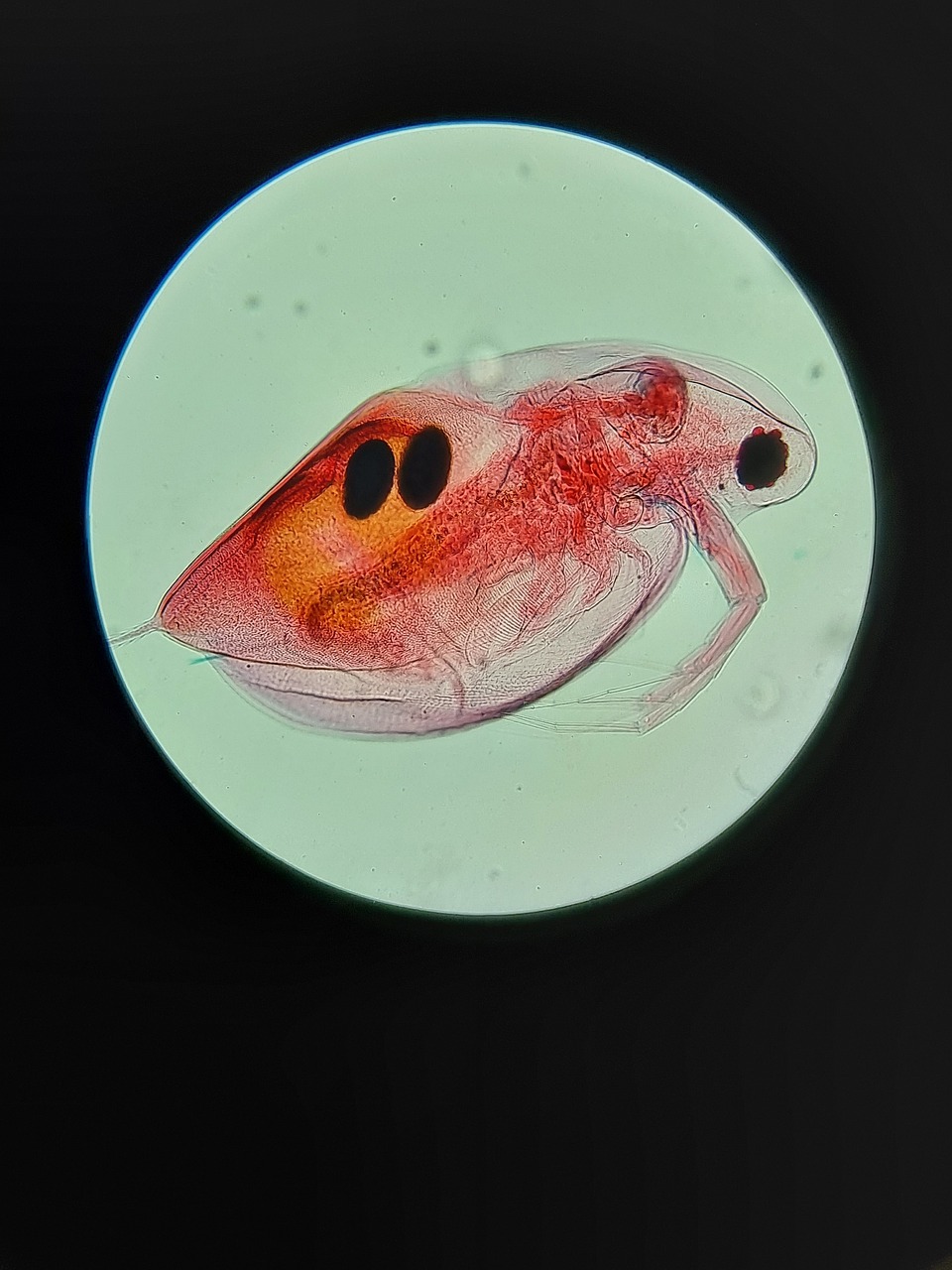 Read more about the article A Surprising, Sustainable Solution To Solving Daphnia Problems